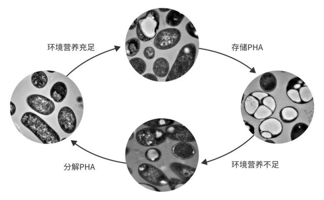 “塑料天博”也能是环保材料？(图3)